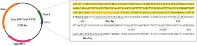 A low-cost and eco-friendly recombinant protein expression system using copper-containing industrial wastewater